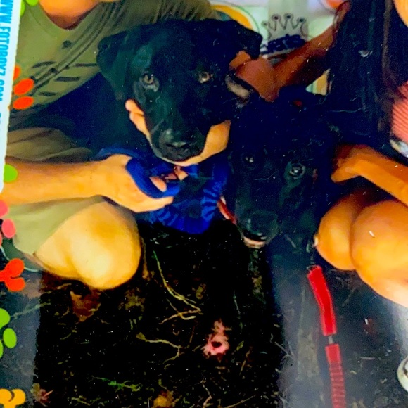 Meet your Posher, Ella - Picture 1 of 1